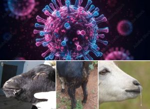 Resize_91c969da-1dbc-4f69-b2fa-5b549c6c844a20250925_082851